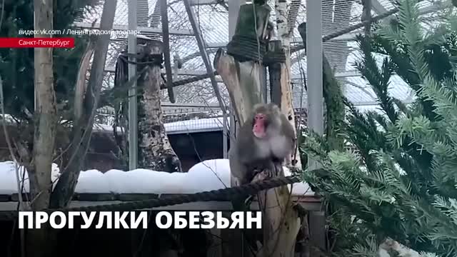 В Ленинградском зоопарке вольер японских макак украсили елями и снеговиками