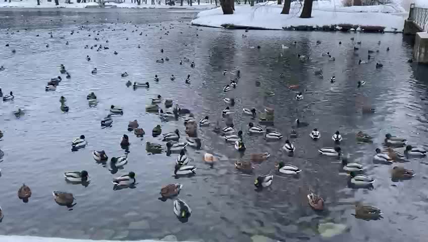 В Гатчинском дворцовом парке пересчитали птиц в рамках всероссийской акции «Серая шейка»