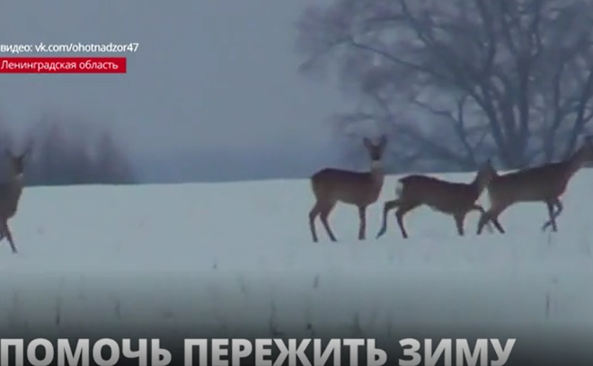 Егеря Ленобласти помогают косулям пережить зиму