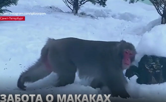 Сотрудники Ленинградского зоопарка слепили снеговиков и установили
душистые ели для японских макак