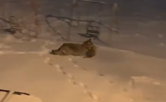 Жители Тосненского района засняли жестокое нападение волка на дворового кота
