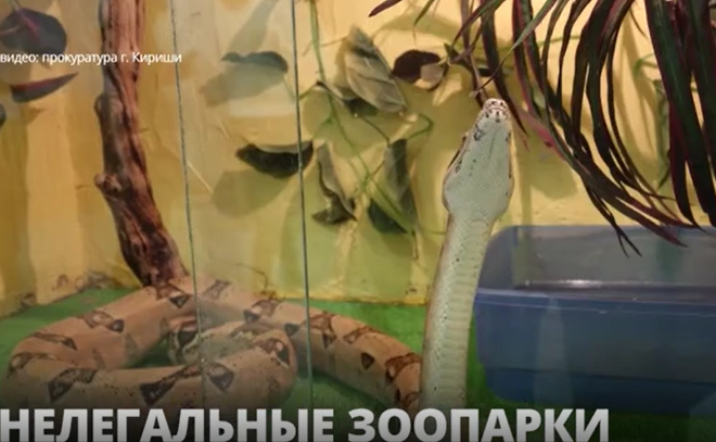 По факту работы выставки животных в ТК Киришей
провели прокурорскую проверку