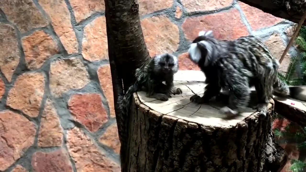 У пары игрунок в Ленинградском зоопарке родился малыш