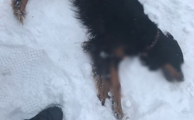 «Вся улица в шоке»: неизвестный застрелил домашнюю собаку во время прогулки в Гатчине