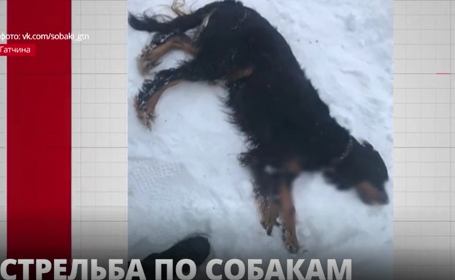 Неизвестный застрелил домашнюю собаку во время прогулки в
Гатчине