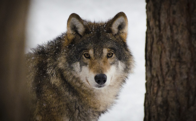 За неделю в Ленобласти охотники застрелили 11 волков