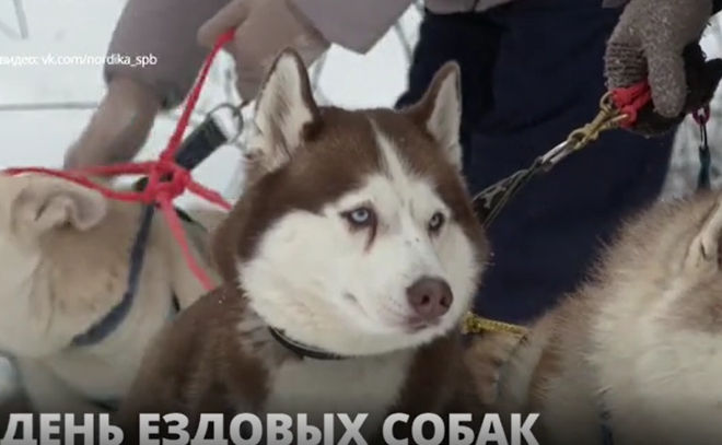 В мире отмечают день ездовых собак