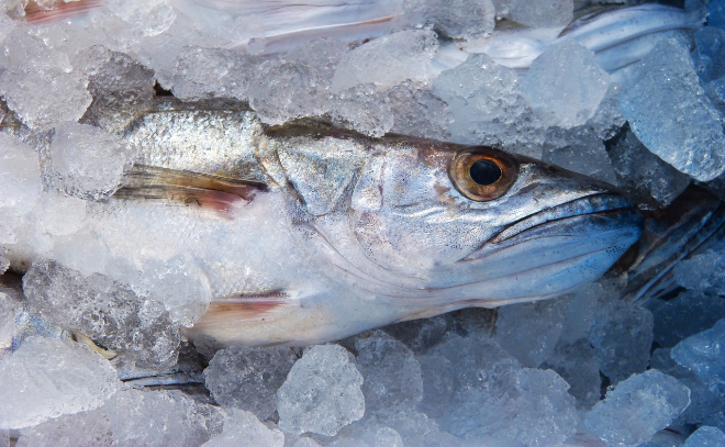 Более 20 тонн рыбы не пропустили в Ленинградскую область