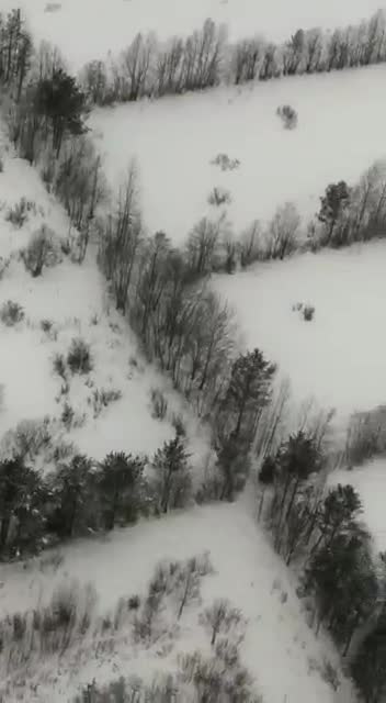 Сотрудники комитета по животному миру засняли зимовку лосей в Приозерском районе