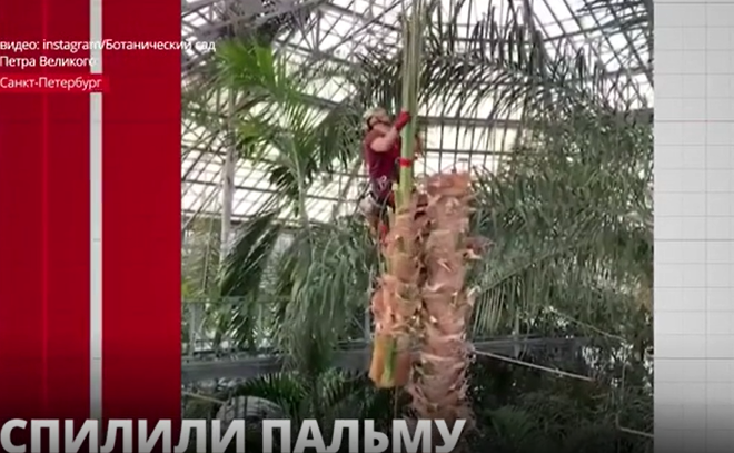 В Ботаническом саду Петербурга вынужденно попрощались с пальмой, пережившей блокаду
