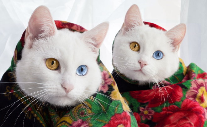 Хозяин кошек-близнецов из Петербурга рассказал, как его питомцев назвали самыми красивыми в мире