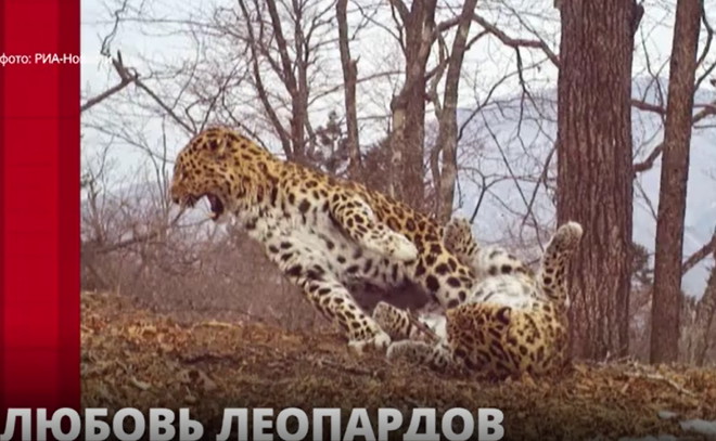 Национальный парк «Земля леопарда» в Приморье опубликовал редкие кадры