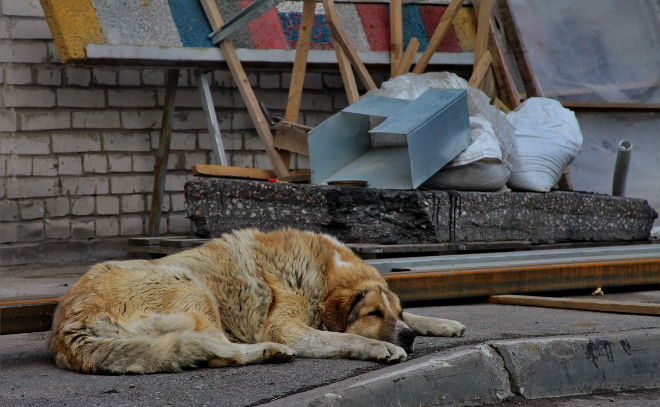 Число бездомных животных в Ленобласти уменьшилось до 12 тысяч