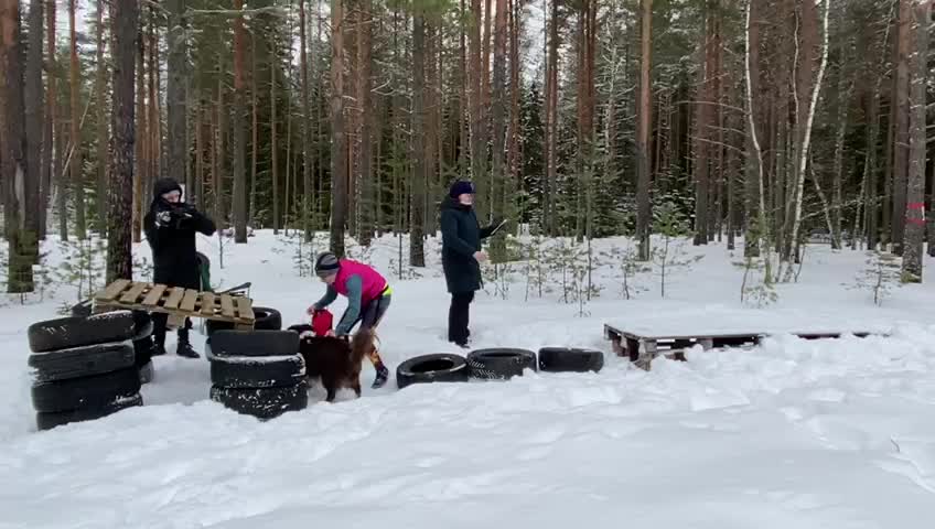 В Ломоносовском районе собаки и их хозяева поучаствовали в необычном соревновании "Дог трэш"