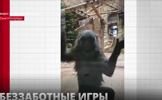 Ленинградский зоопарк поделился кадрами милых животных
