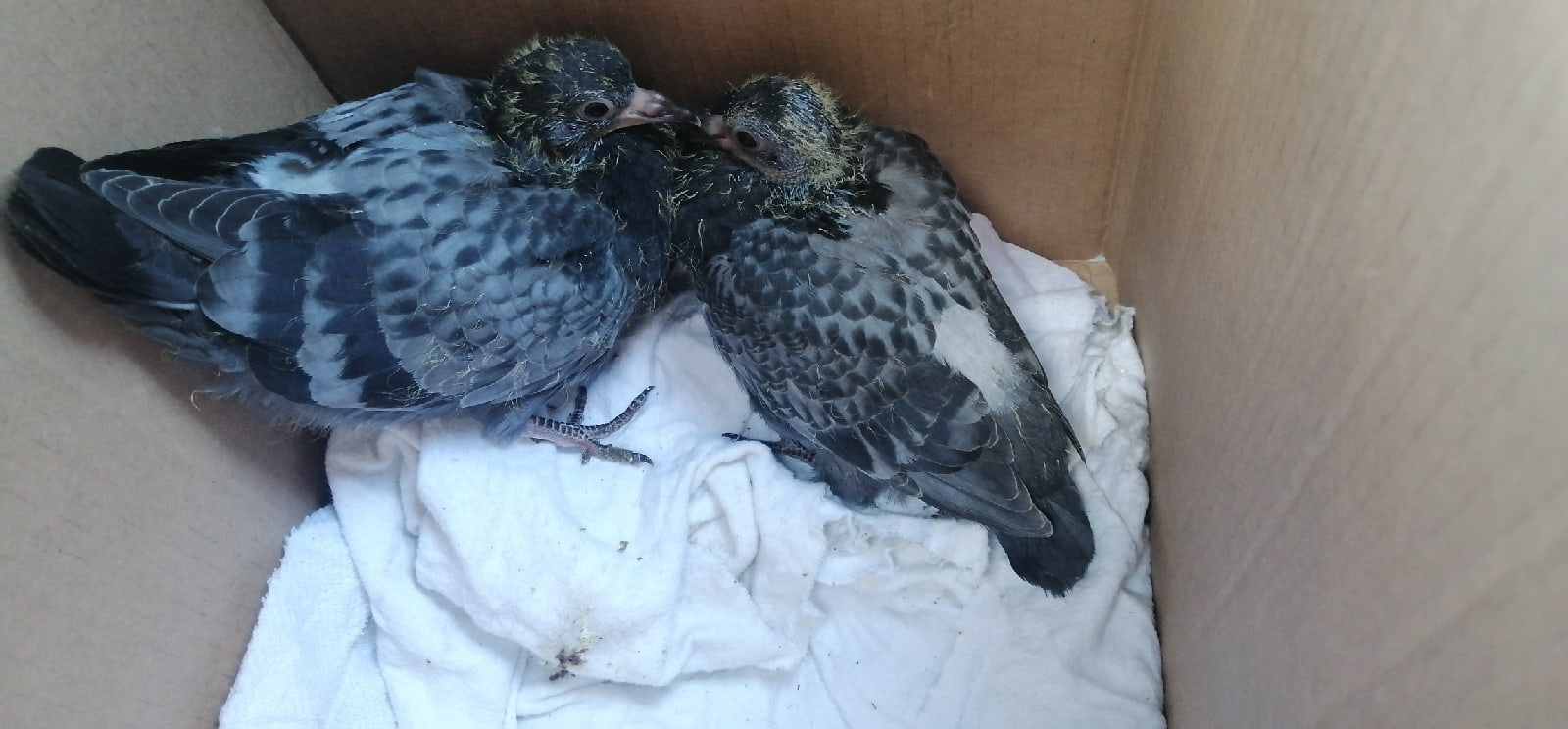 Волонтеры «Кошкиспаса» спасли птенцов, оказавшихся на огромной высоте в здании под снос на Парнасе