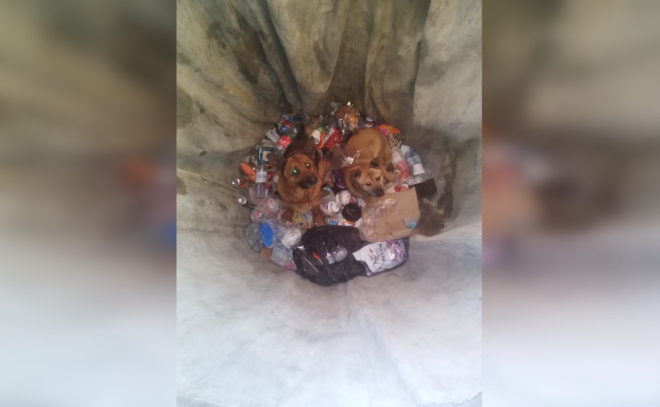 В Лодейном Поле двух собак спасли из мусорной ямы