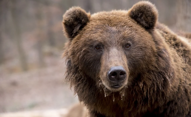 Медведь чуть не откусил палец ребенку в контактом зоопарке в Ленобласти