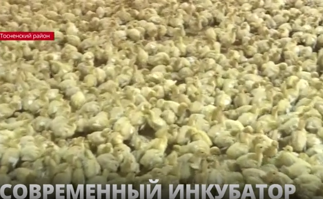 Современный инкубатор: на птицефабрике «Конкорд» в Тосненском районе появились первые птенцы