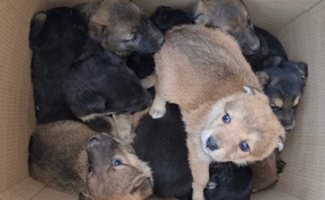 На складе в Ломоносове рабочие нашли 26 щенков