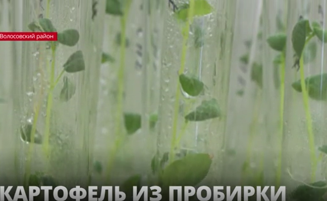 Посеять российское: как рождается высокотехнологичный
семенной картофель