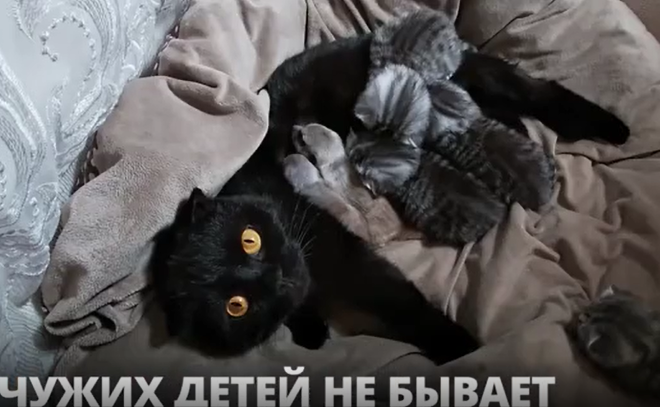 В Иркутске кошка выкармливает детенышей
сурикатов
