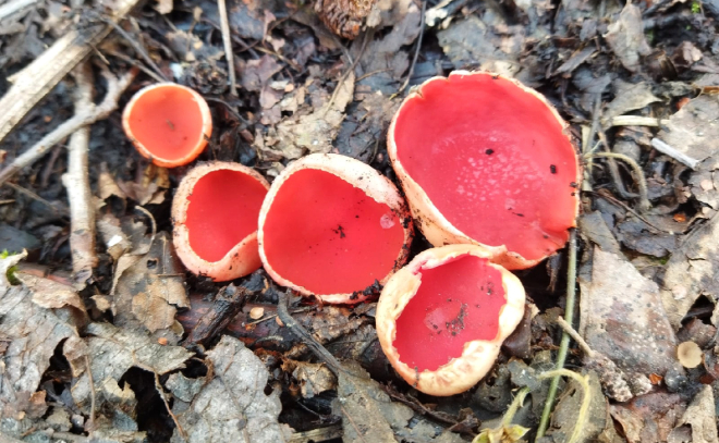 Жители Всеволожского района наткнулись в лесу на первые грибы