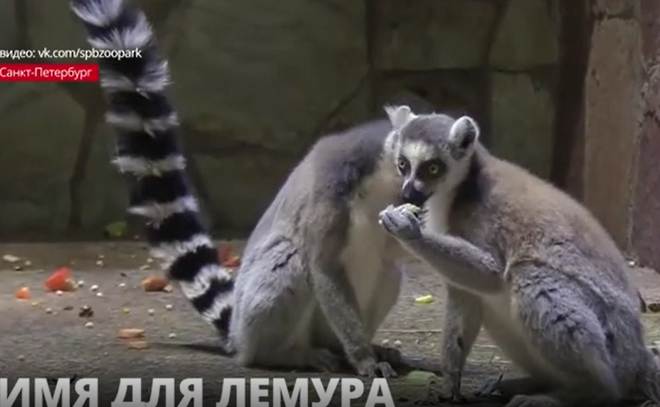 Ленинградский зоопарк объявил конкурс на имя для лемура