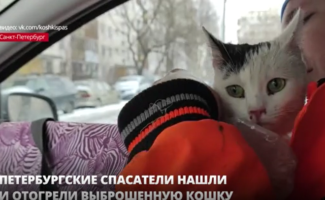 Петербургские спасатели помогли кошке, которую хозяева выбросили в
пакете