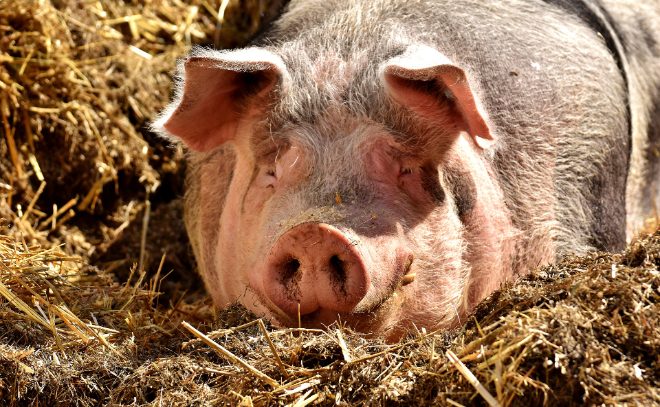 Вблизи заказника «Мшинское болото» в Ленобласти провели профилактику африканской чумы свиней