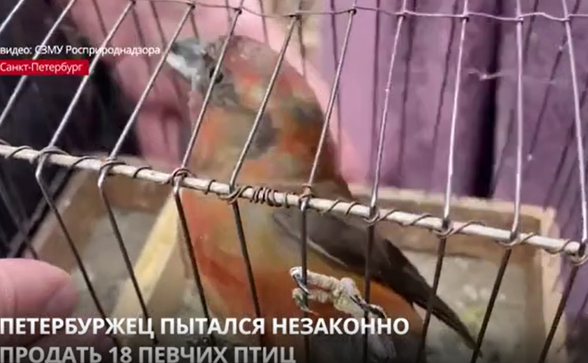 Петербуржец пытался незаконно продать 18 певчих птиц
