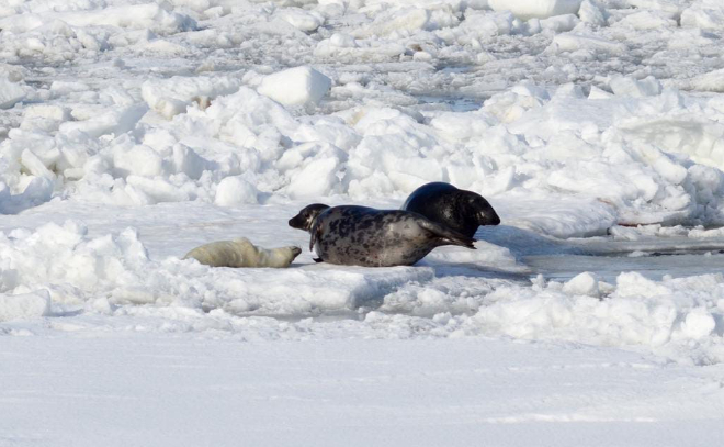 Фонд друзей балтийской нерпы опубликовал фотографии очаровательных тюленей, живущих в Финском заливе