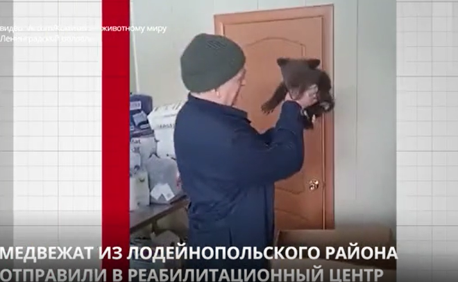 Медвежат-сирот из Лодейнопольского района отправили в
реабилитационный центр
