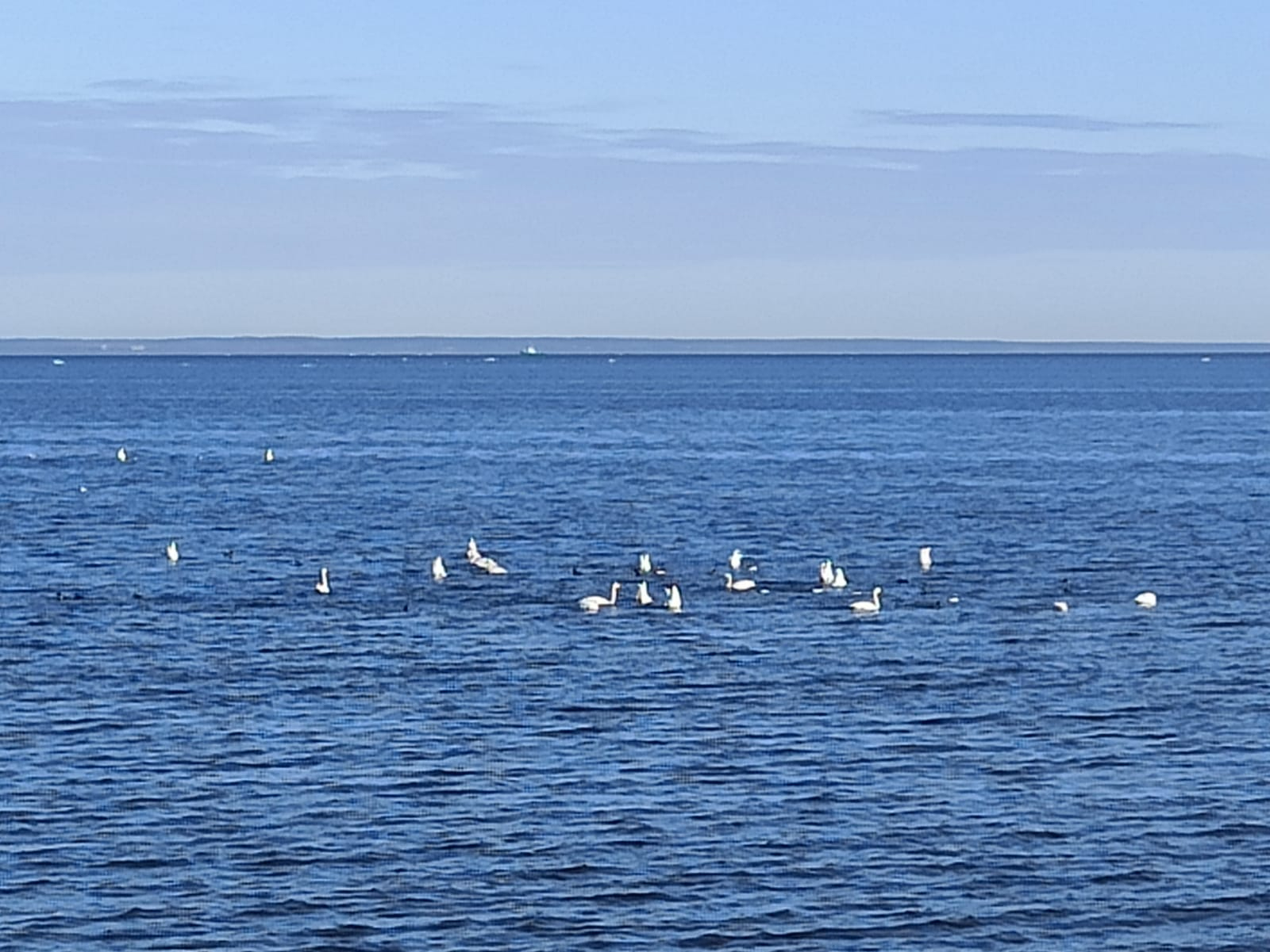 Жители Ломоносовского района запечатлели на Финском заливе большую стаю лебедей