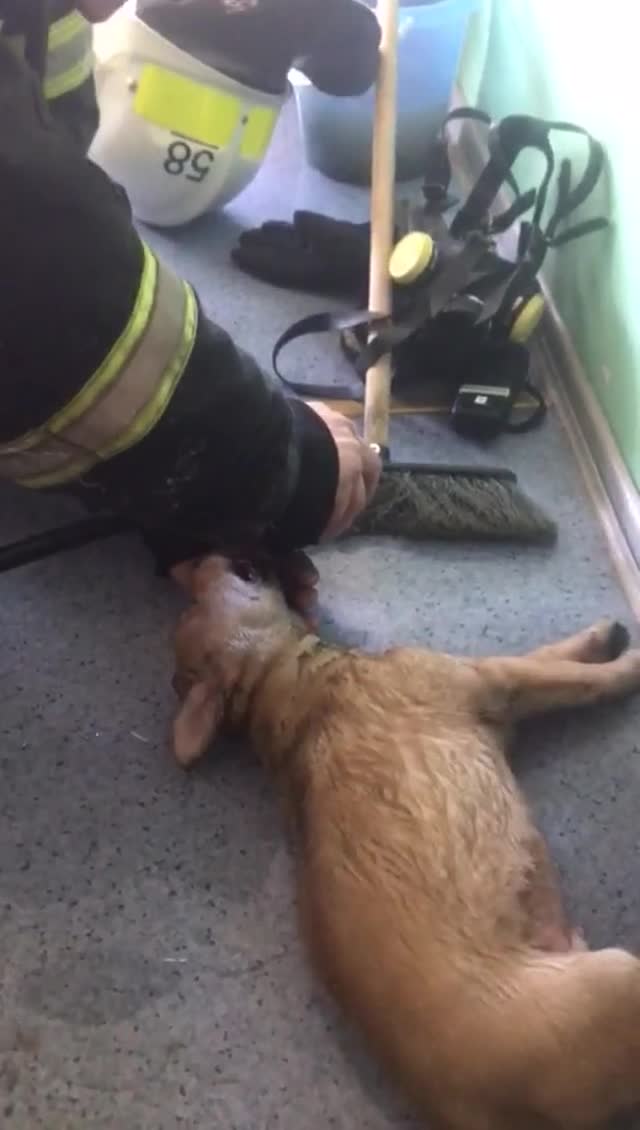 Спасатели Ленобласти реанимировали пострадавшую в пожаре собаку в Киришах