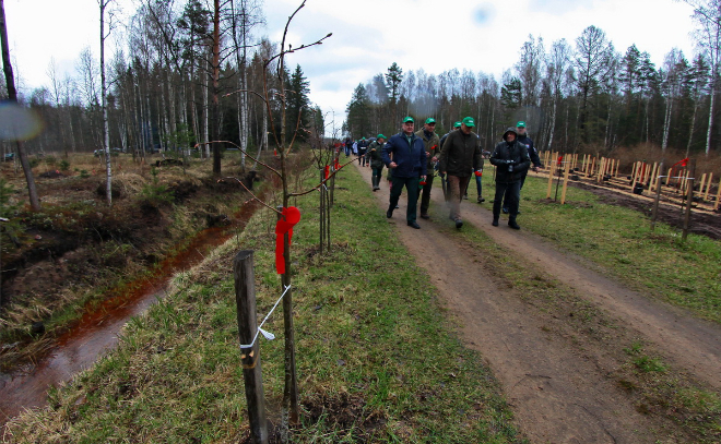 В рамках акции «Сад памяти» в Ленобласти высадят более 180 тысяч деревьев