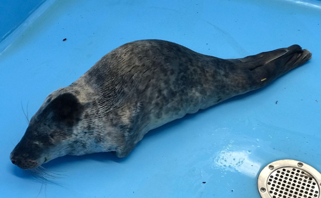 Ветеринары выхаживают истощенного тюлененка, спасенного в порту Приморска