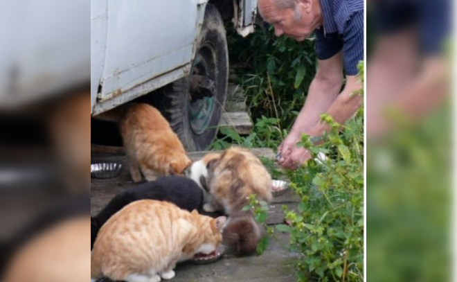В Ленобласти убили 82-летнего пенсионера, который в одиночку создал приют для 40 кошек