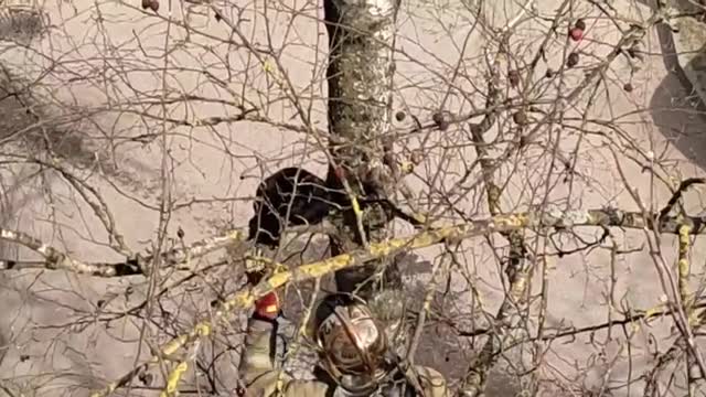 В Кингисеппе пожарные помогли черному коту спуститься с дерева