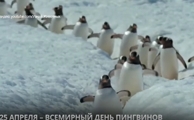 Всемирный день пингвинов — 25 апреля
