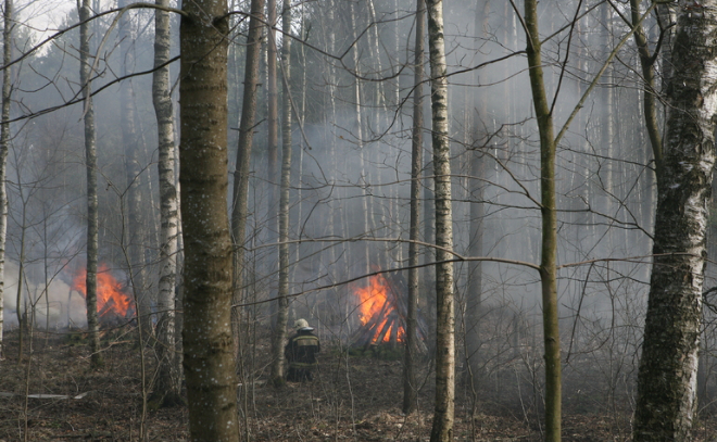 В 2021 году в Ленобласти ликвидировали более 400 лесных пожаров