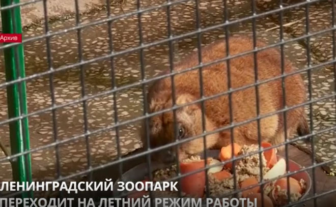 Ленинградский зоопарк переходит на летний режим работы