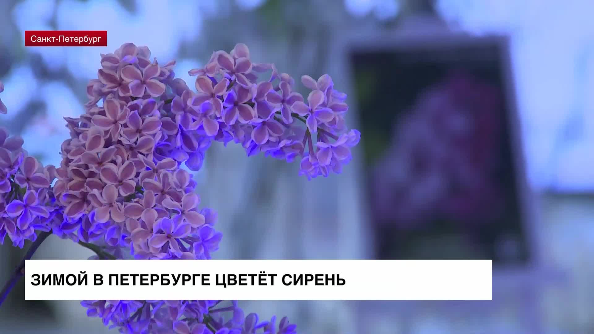 Зимой в Петербурге цветет сирень