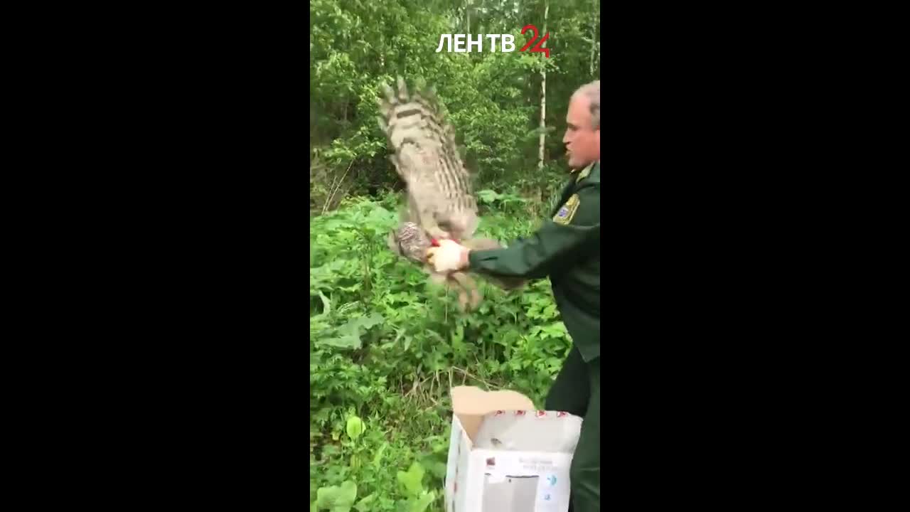 В Выборгском районе у местного жителя во дворе поселилась сова